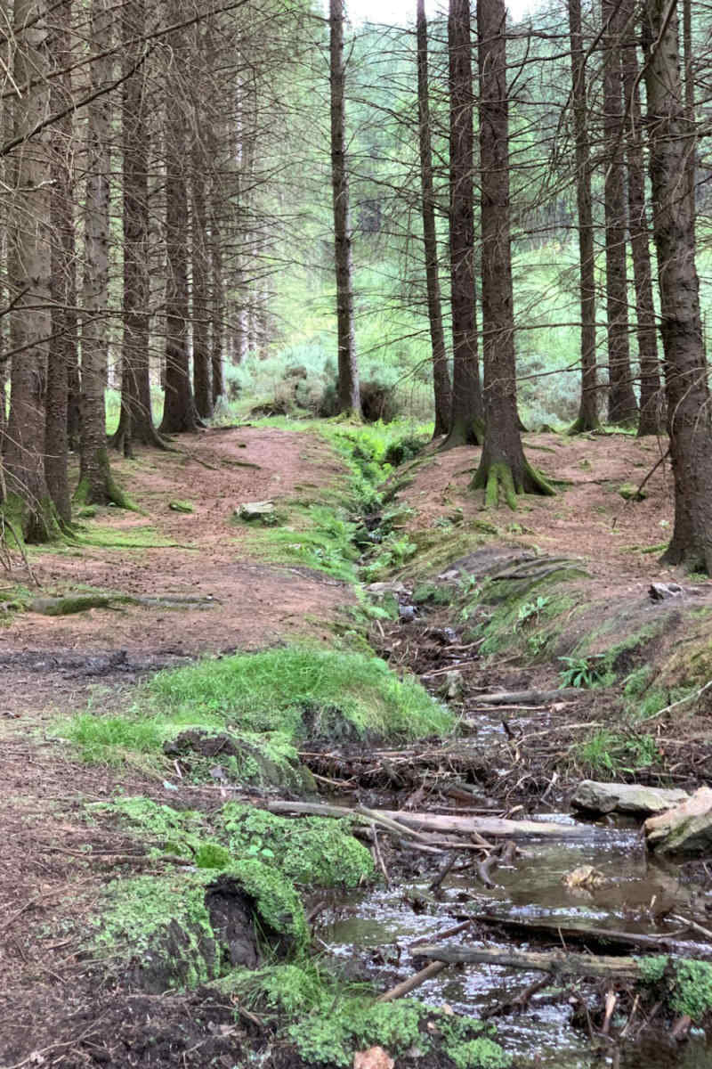 Wall Poster - Forest in Ireland