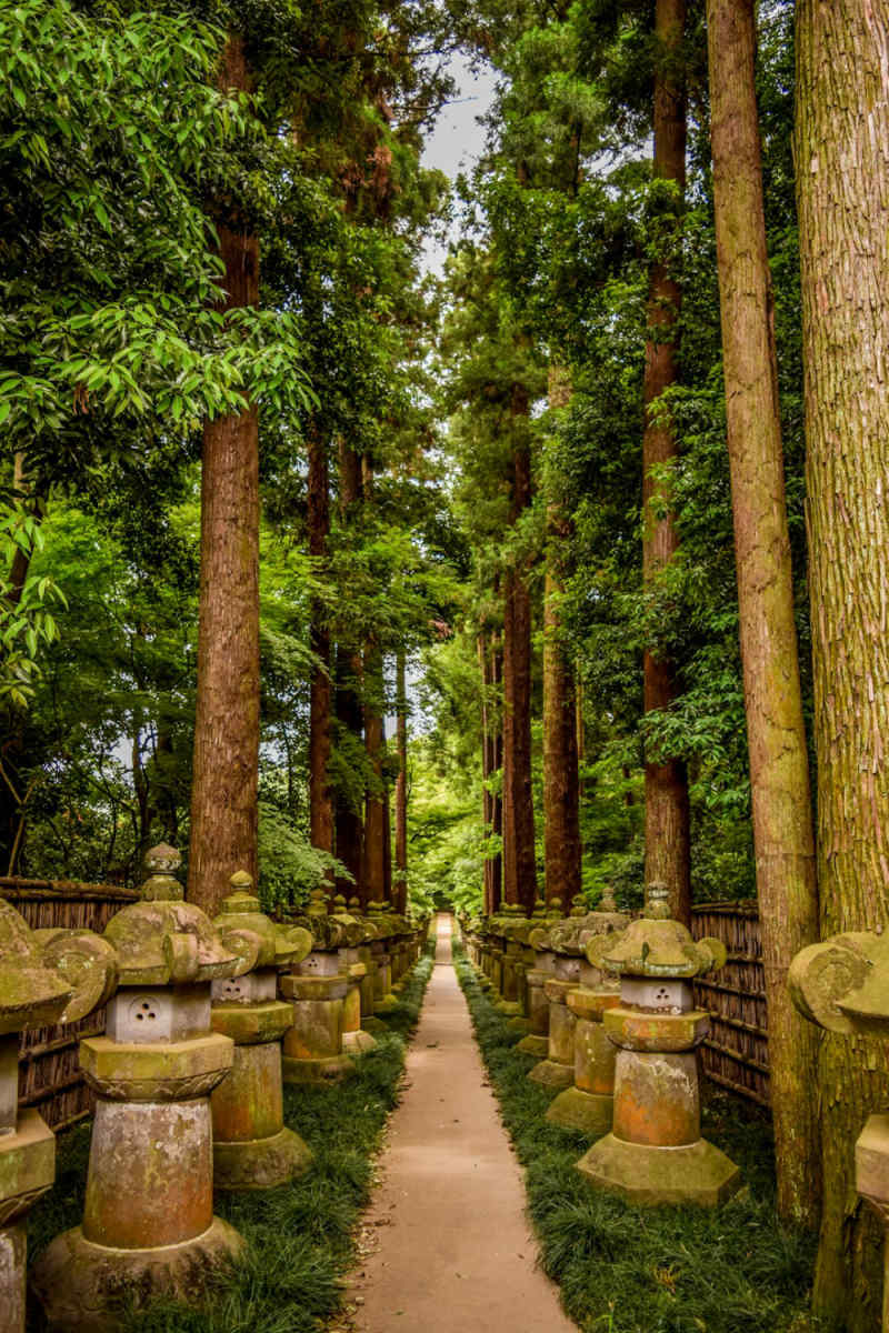 Wall Poster - Forest in Japan