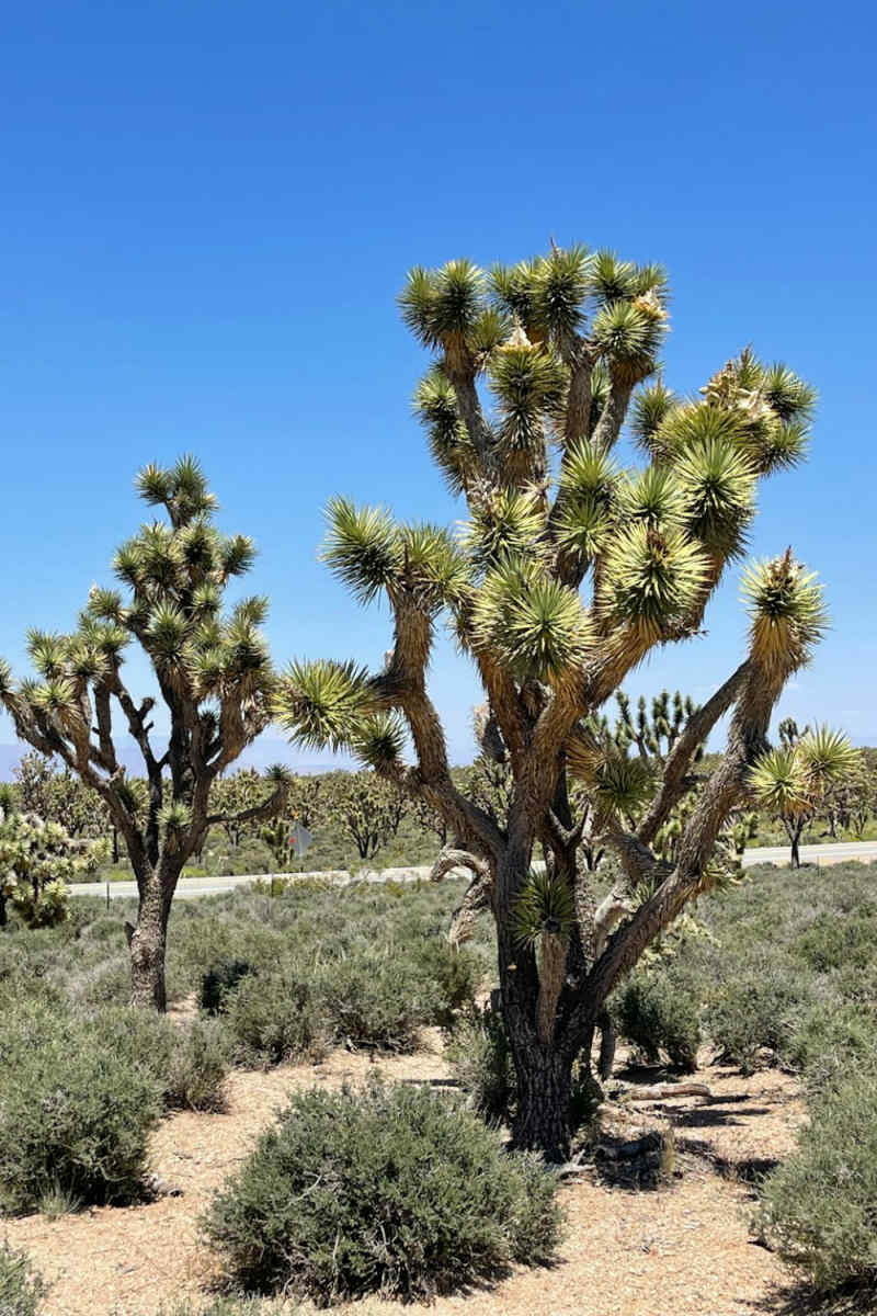 Wall Poster - Forest in Joshua Tree