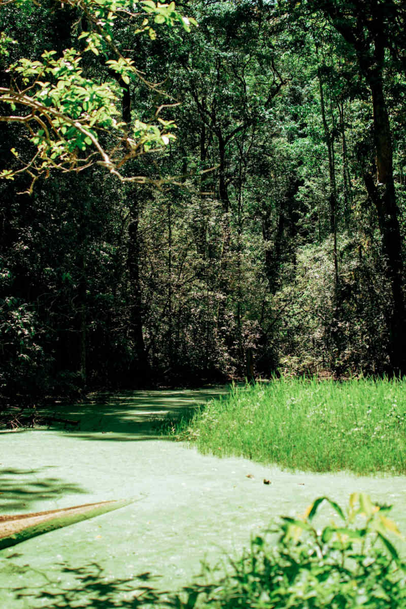 Wall Poster - Forest in Kenya