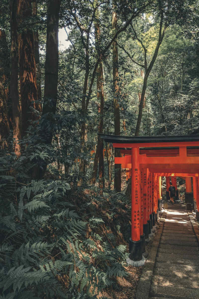 Wall Poster - Forest in Kyoto