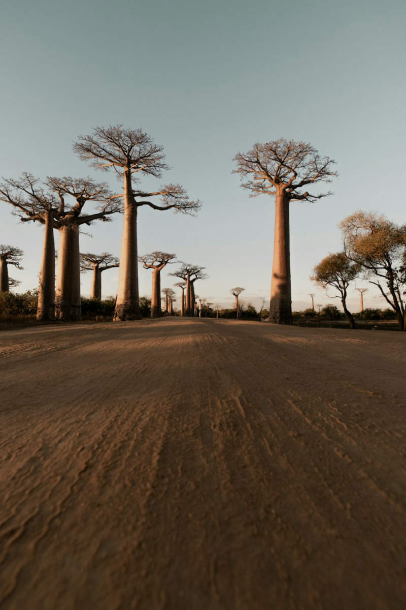 Wall Poster - Forest in Madagascar