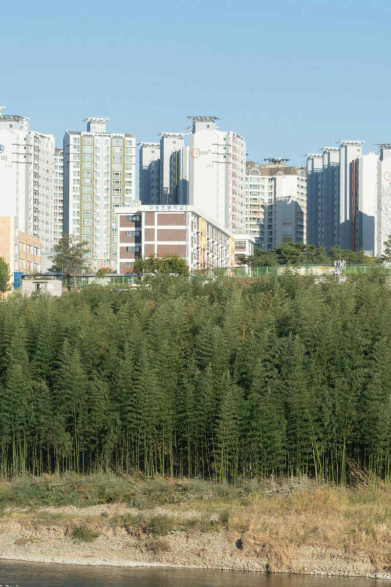 Wall Poster - Forest in South Korea