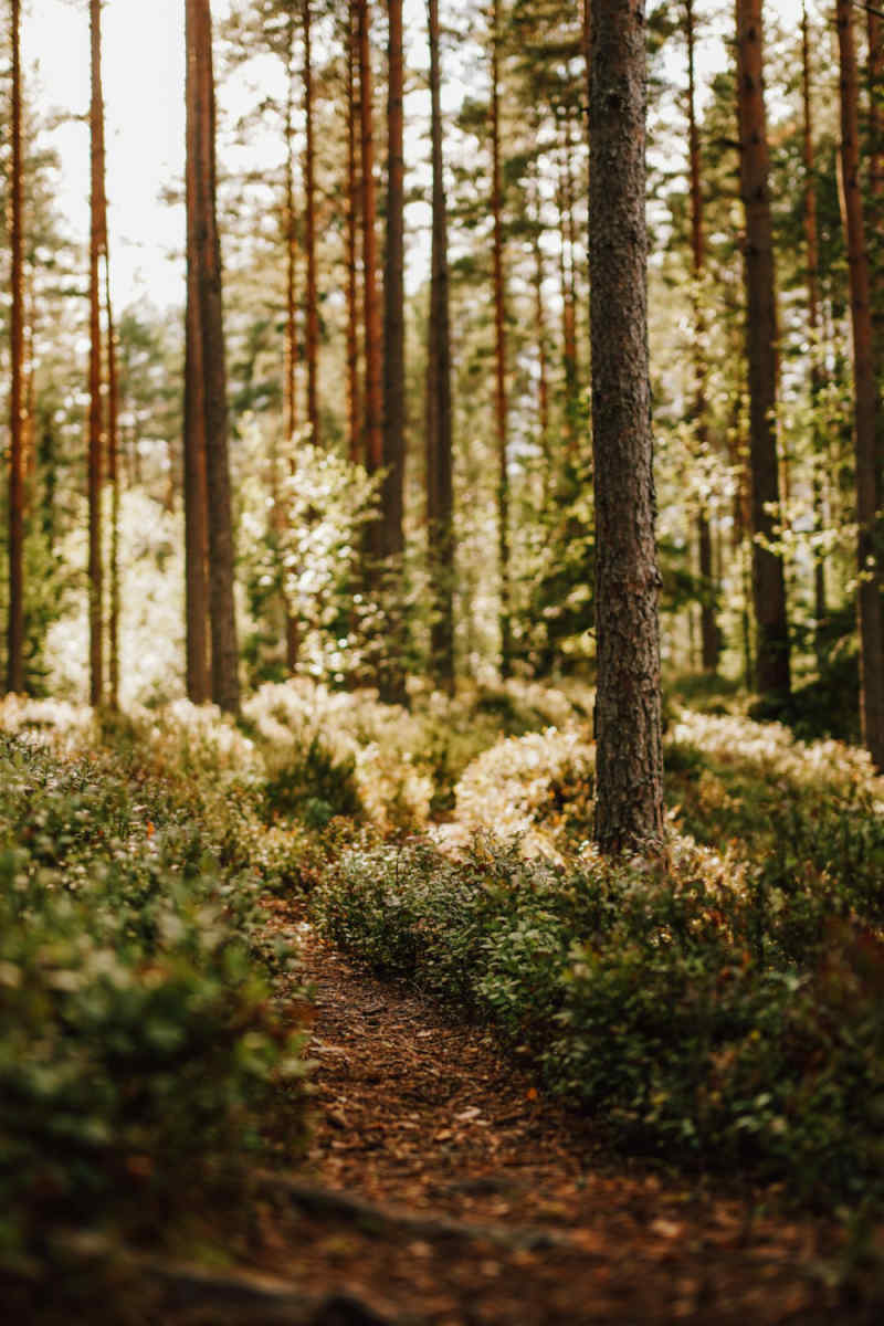 Wall Poster - Forest in Sweden
