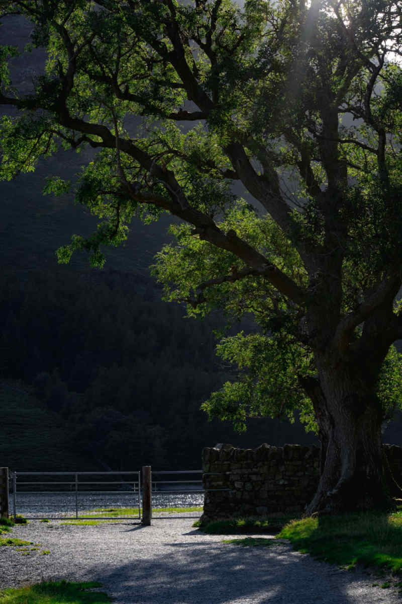 Wall Poster - Forest in the Lake District