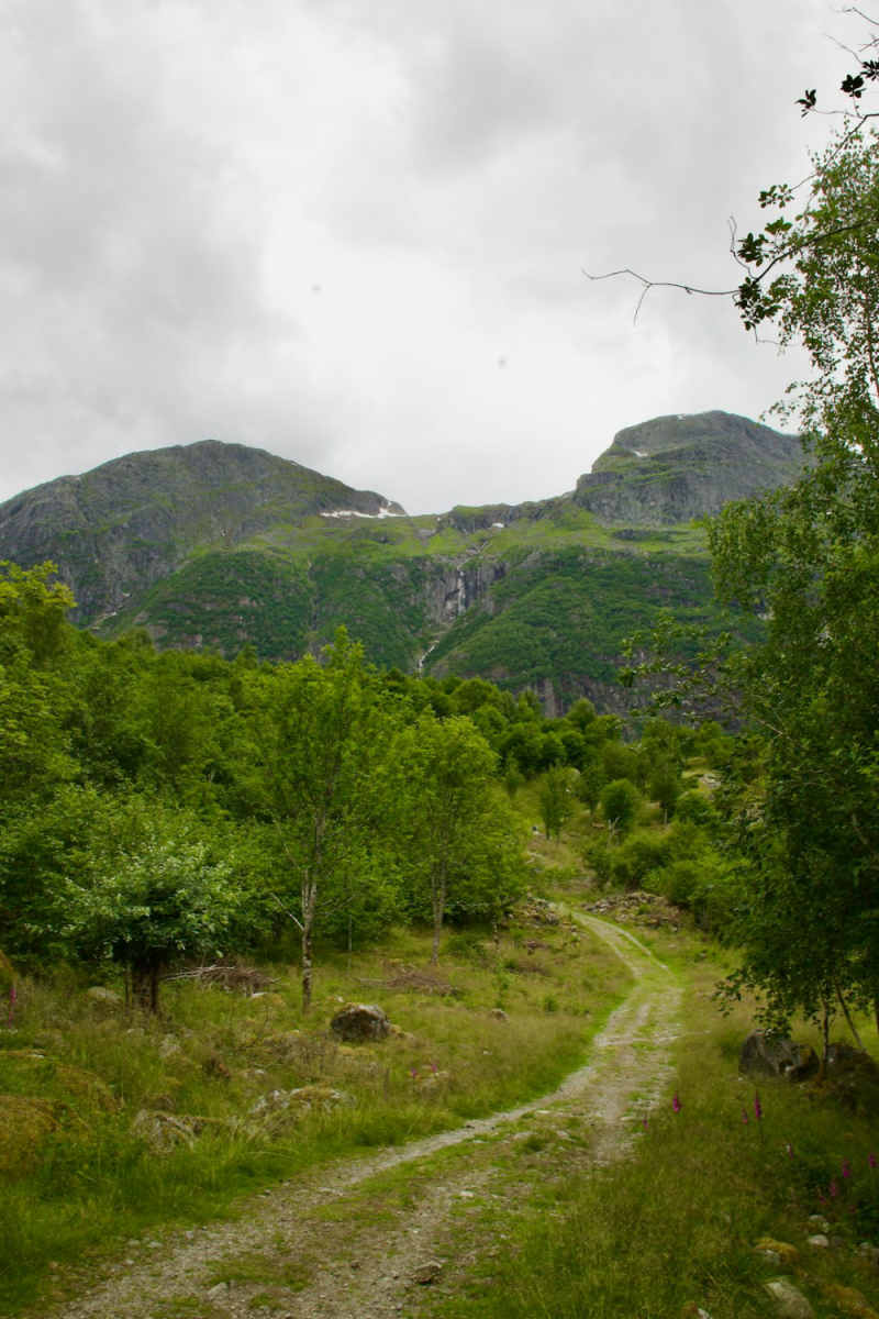 Wall Poster - Forest in the Lofoten Islands