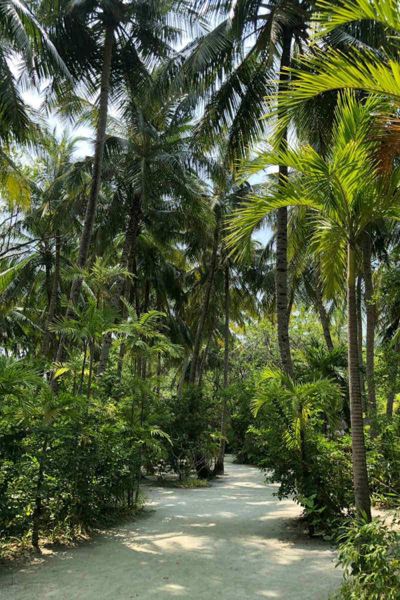 Wall Poster - Forest in the Maldives