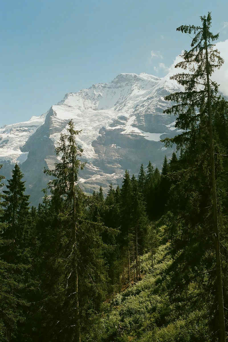 Wall Poster - Forest in the Swiss Alps