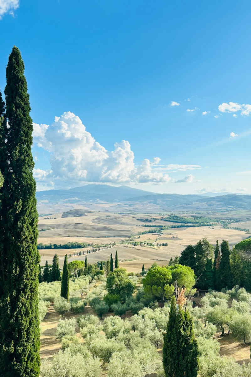 Wall Poster - Forest in Tuscany
