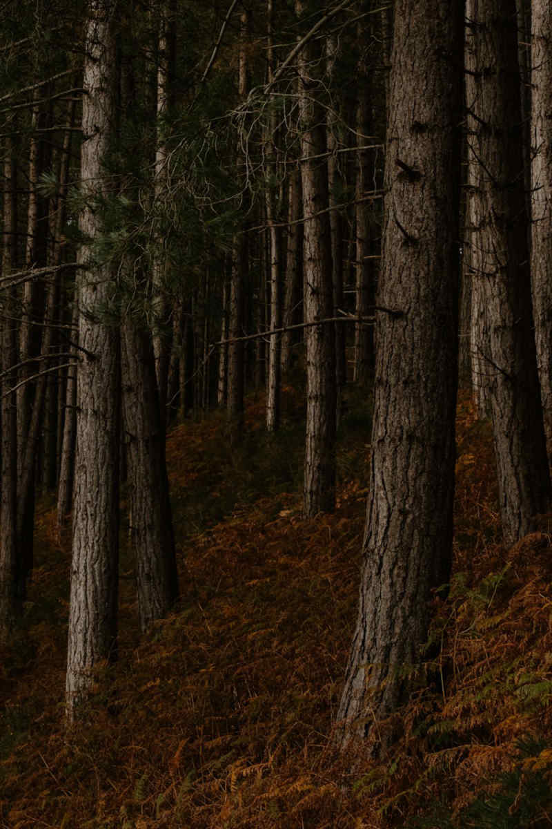 Wall Poster - Forest in Wales