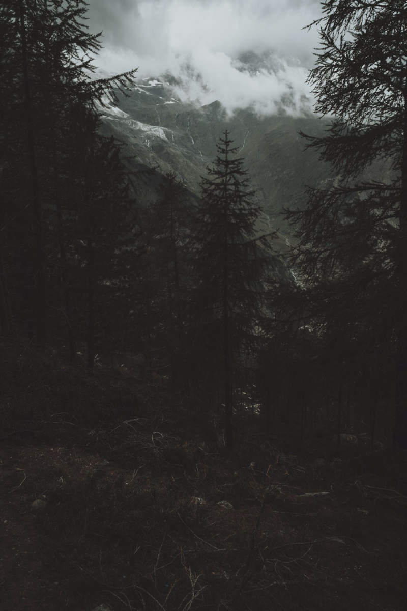 Wall Poster - Forest in Zermatt