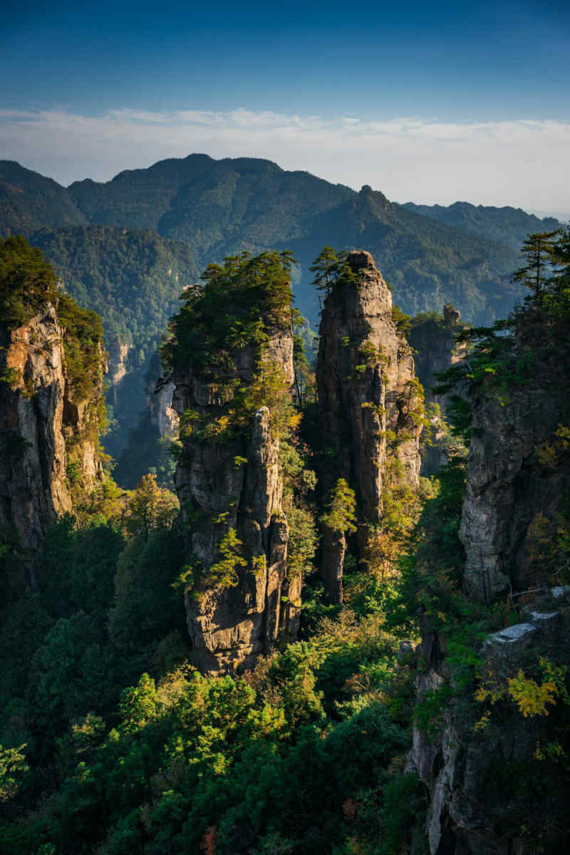 Wall Poster - Forest in Zhangjiajie