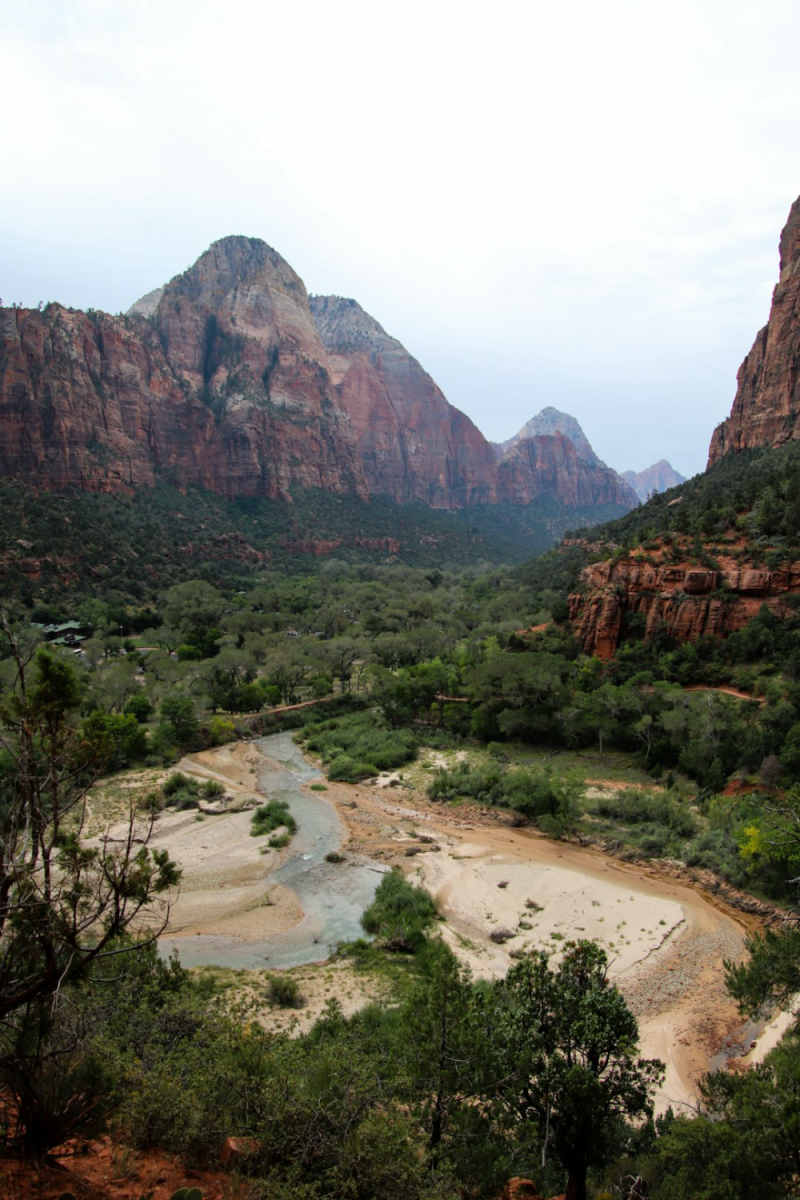 Wall Poster - Forest in Zion National Park