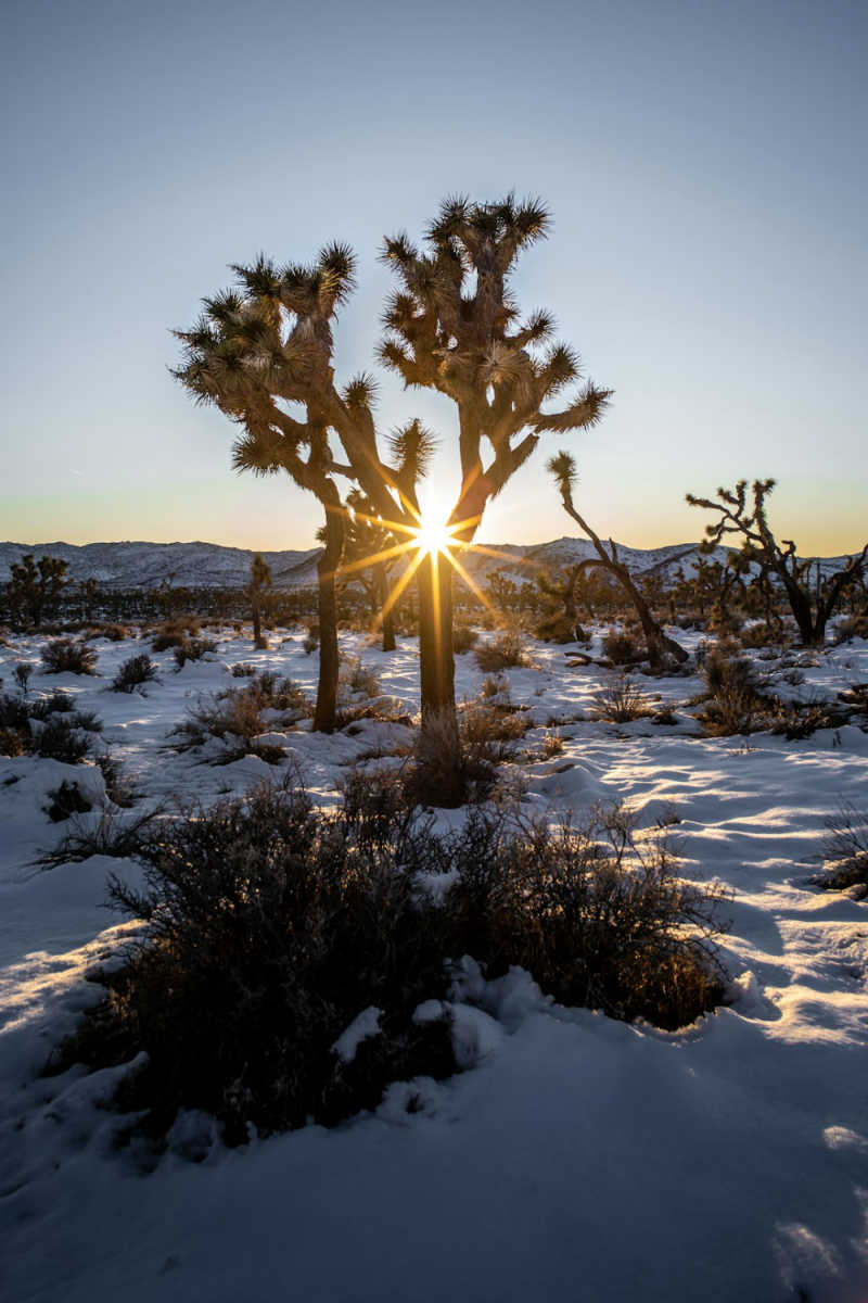 Wall Poster - Frozen Lake in Joshua Tree