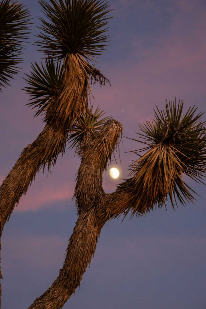 Wall Poster - Full Moon in Joshua Tree