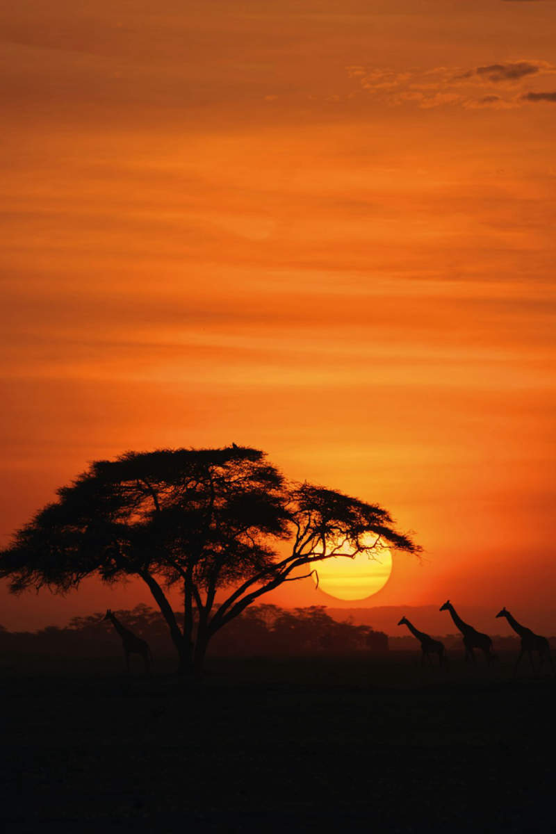 Wall Poster - Full Moon in Kenya
