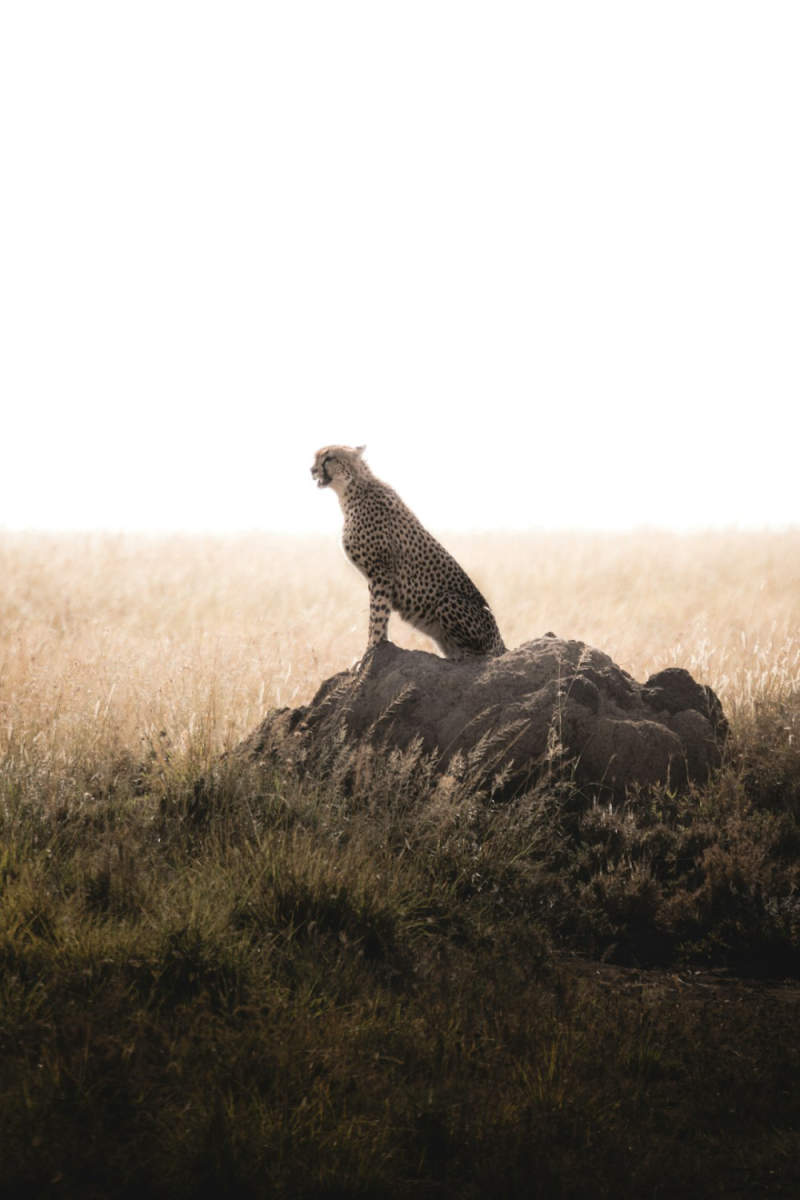Wall Poster - Geyser in the Serengeti