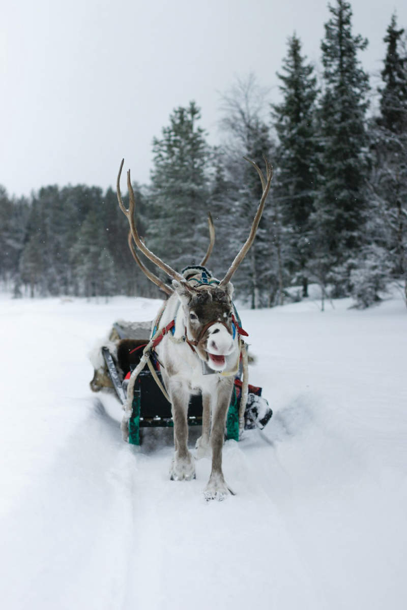 Wall Poster - Gondola in Lapland