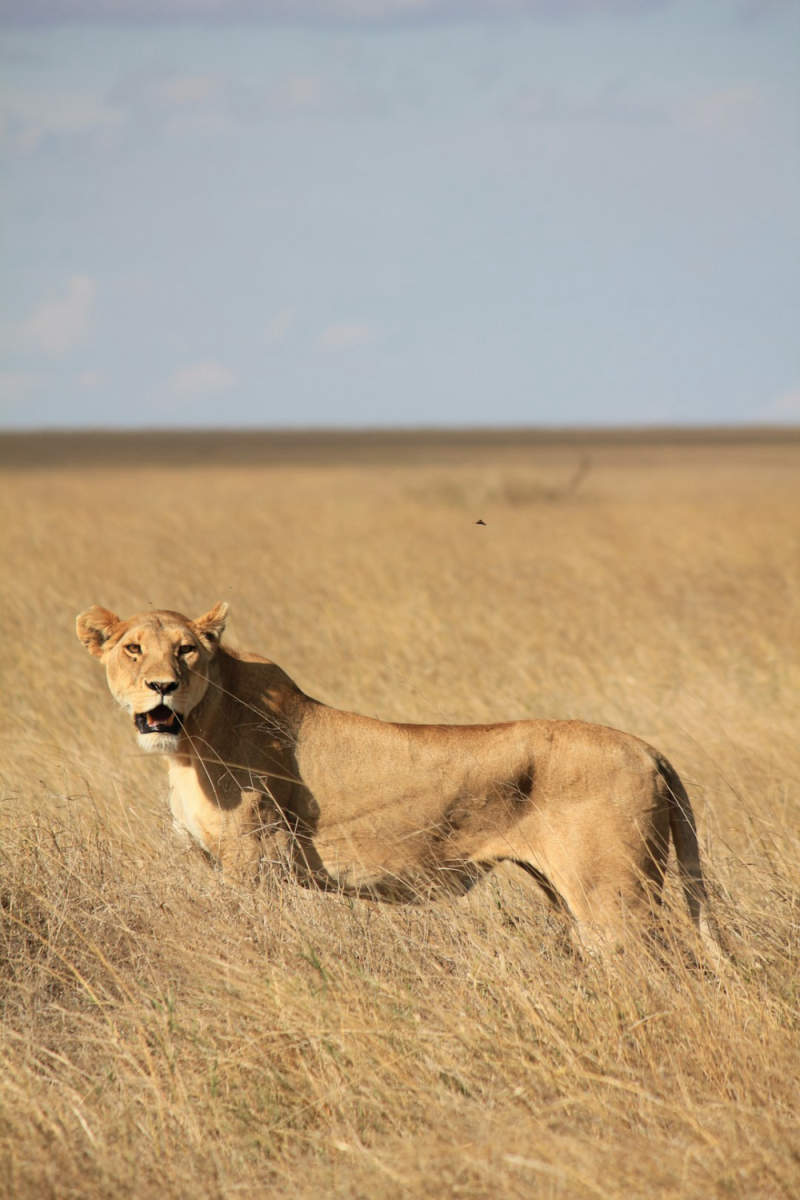 Wall Poster - Gondola in the Serengeti
