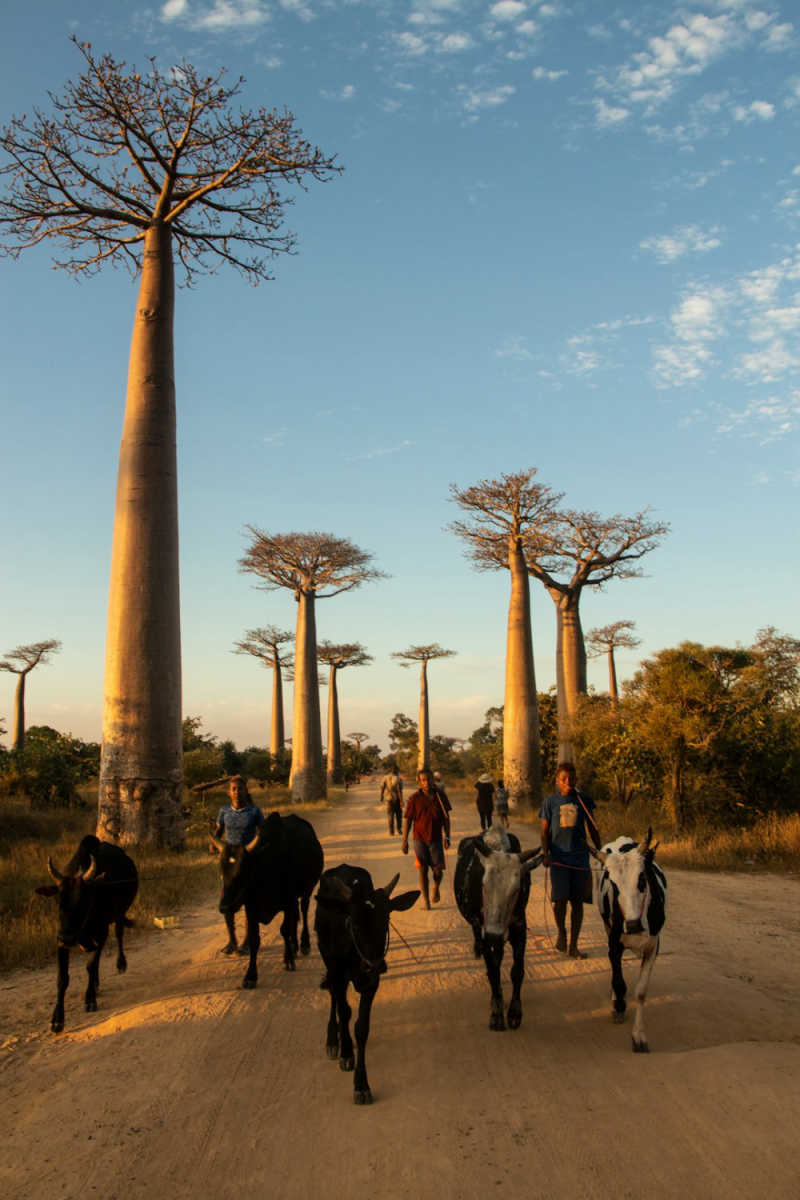 Wall Poster - Harbor in Madagascar