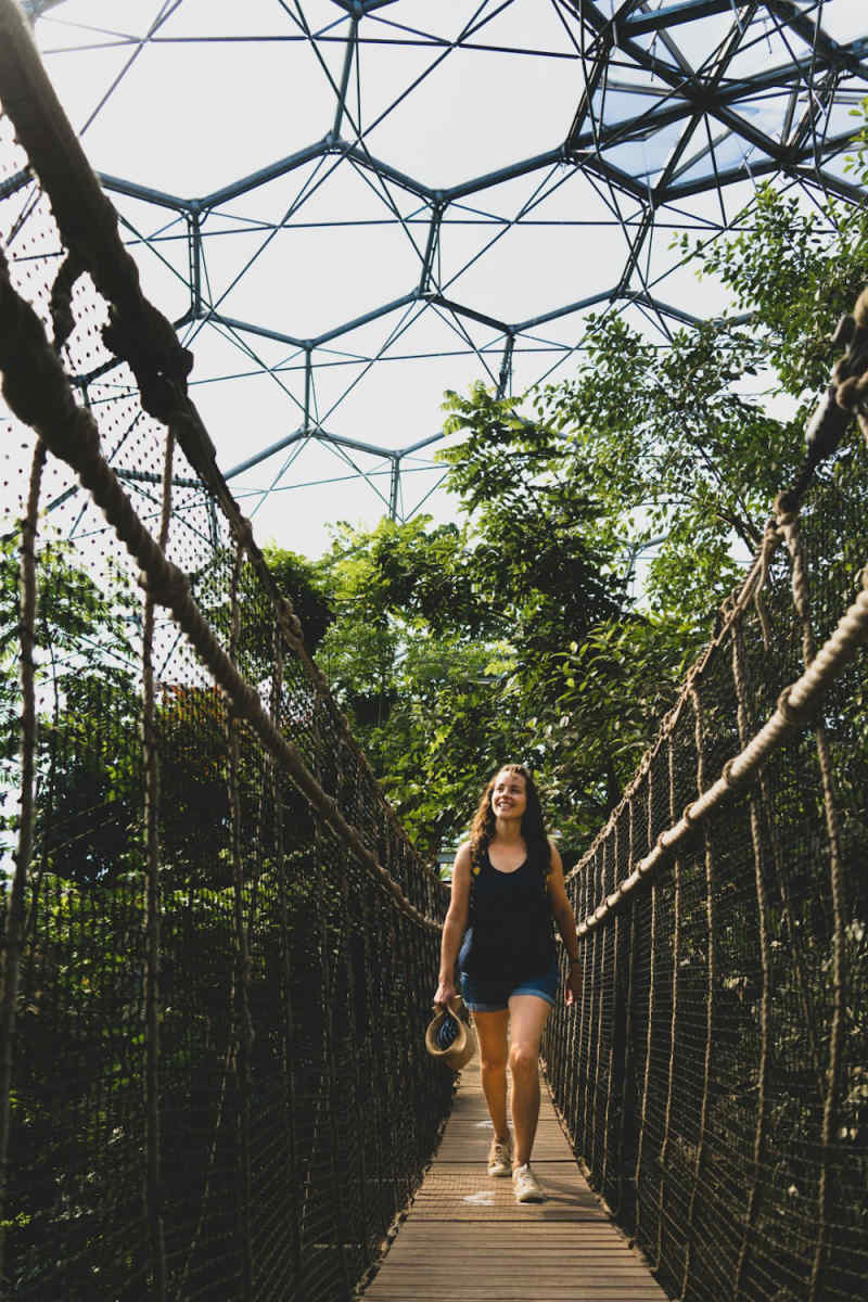 Wall Poster - Jungle Canopy in Cornwall