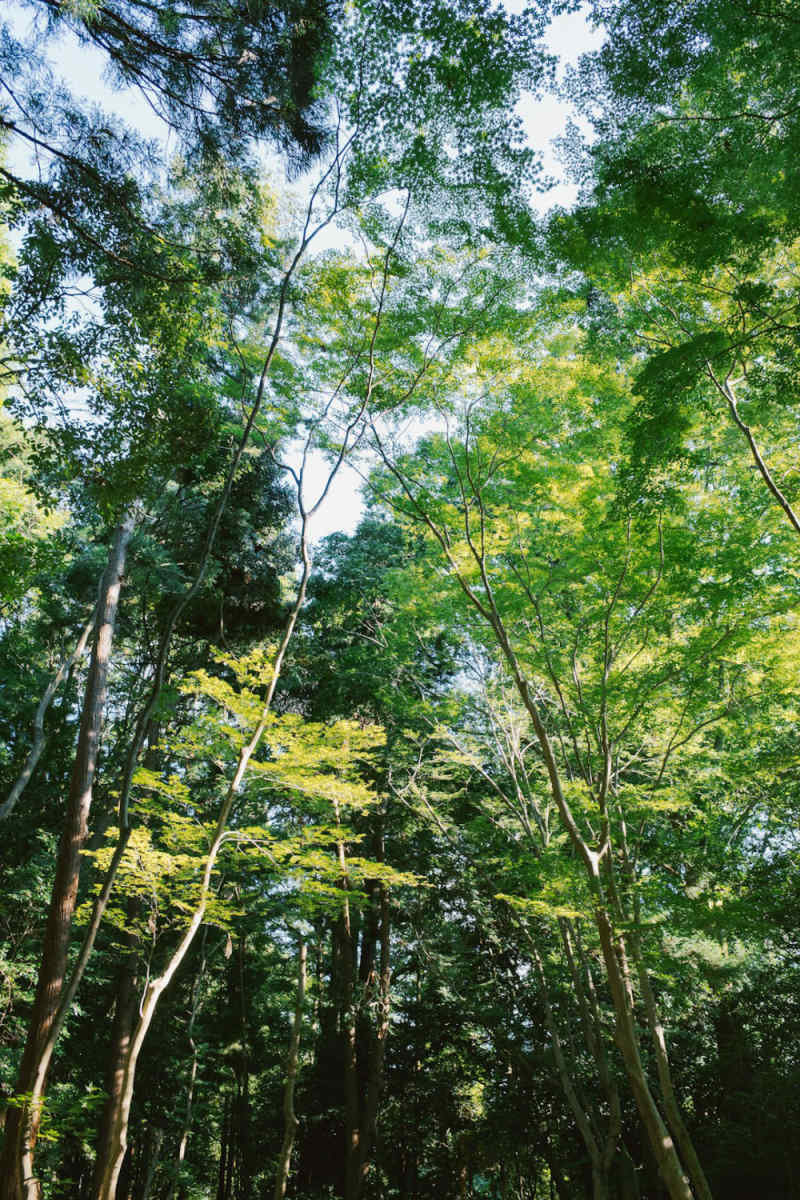 Wall Poster - Jungle Canopy in Kyoto