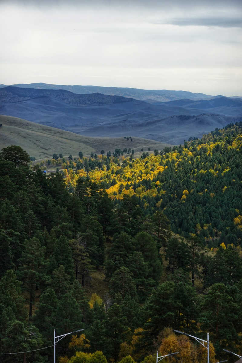 Wall Poster - Jungle Canopy in Mongolia