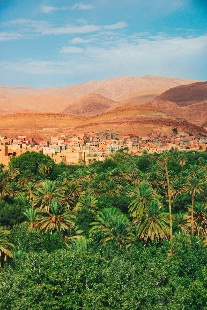 Wall Poster - Jungle Canopy in Morocco