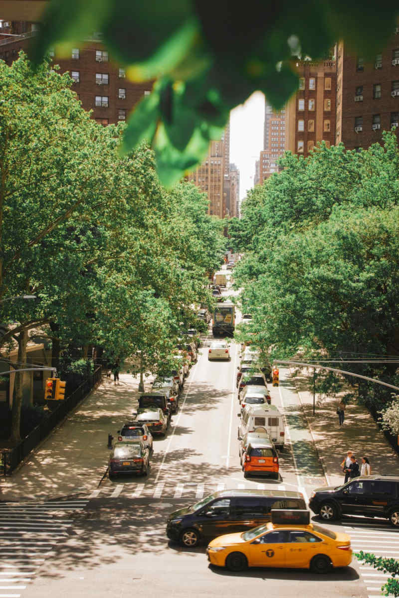 Wall Poster - Jungle Canopy in New York