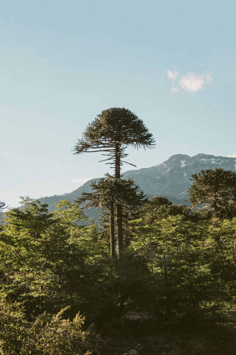 Wall Poster - Jungle Canopy in Patagonia