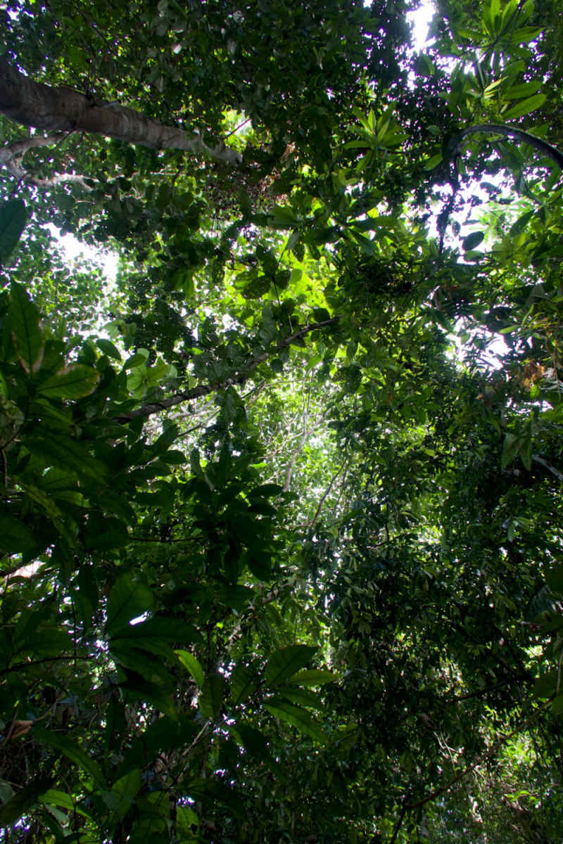 Wall Poster - Jungle Canopy in Peru