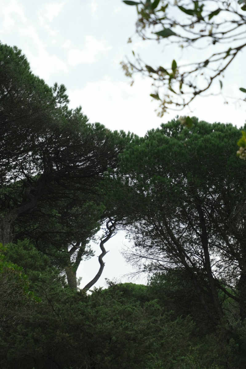 Wall Poster - Jungle Canopy in Portugal