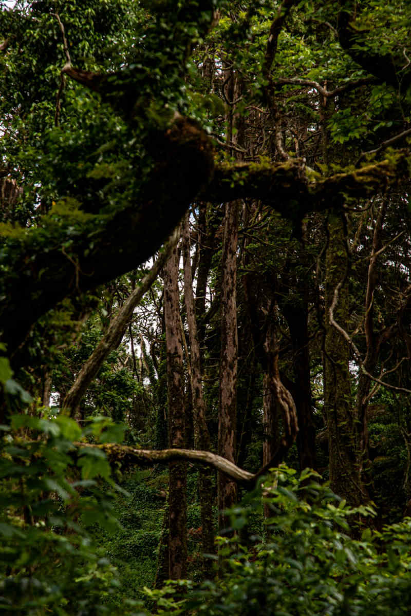 Wall Poster - Jungle Canopy in Sintra