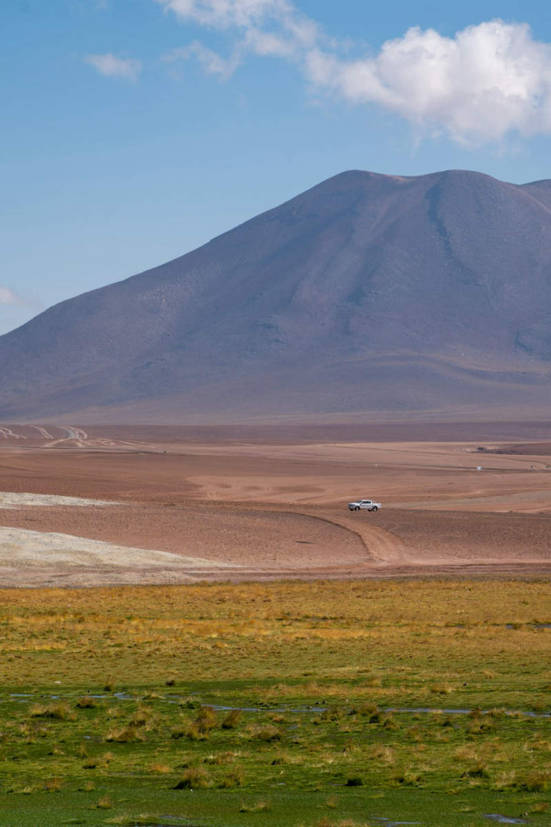Wall Poster - Jungle Canopy in the Atacama Desert
