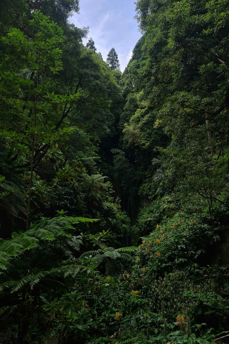 Wall Poster - Jungle Canopy in the Azores