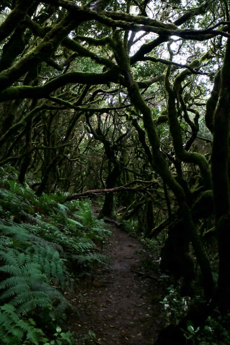 Wall Poster - Jungle Canopy in the Canary Islands