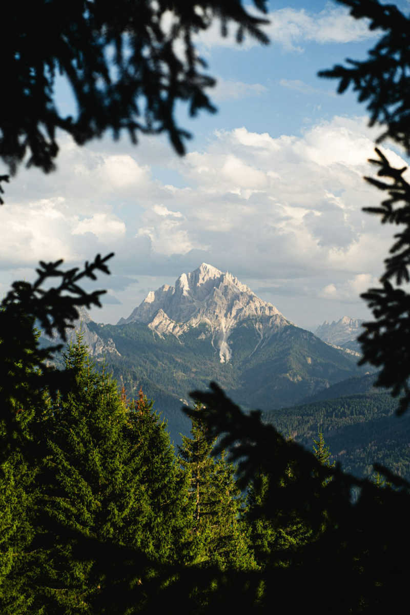 Wall Poster - Jungle Canopy in the Dolomites