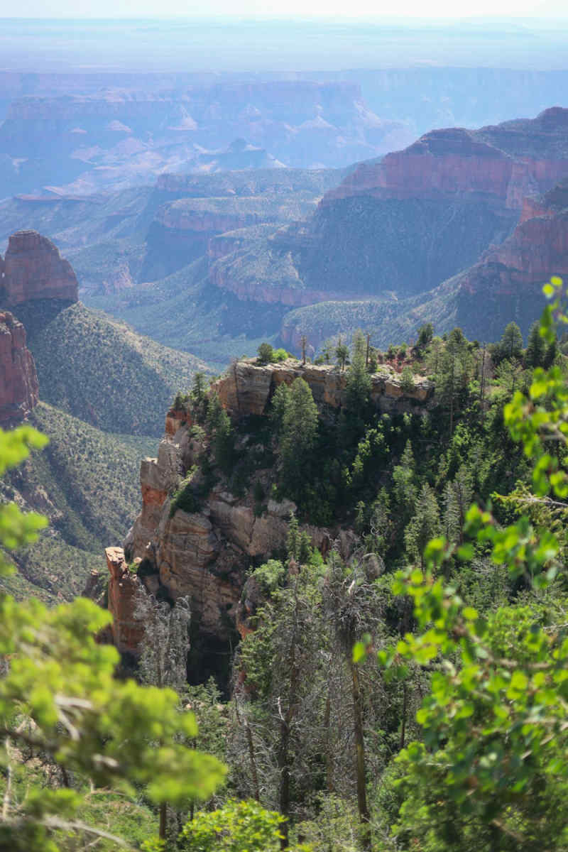 Wall Poster - Jungle Canopy in the Grand Canyon