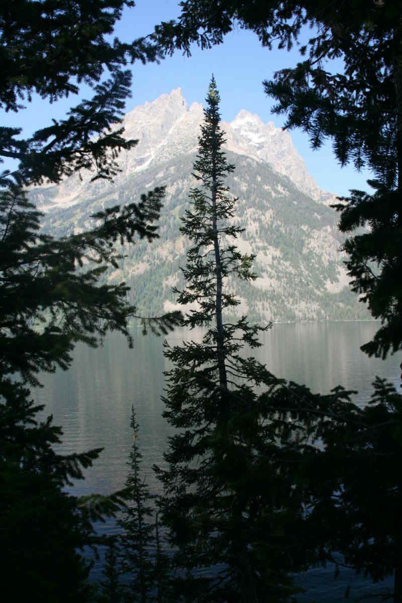 Wall Poster - Jungle Canopy in the Grand Tetons