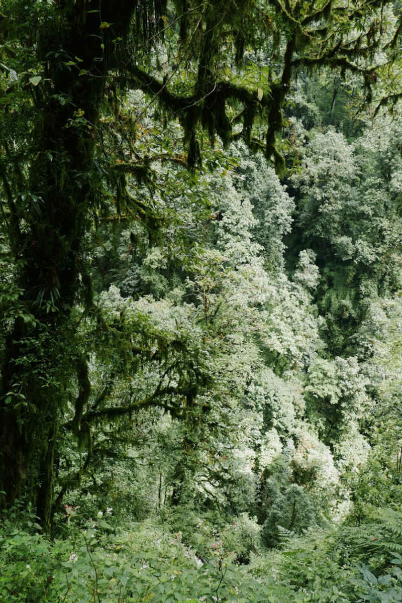 Wall Poster - Jungle Canopy in the Himalayas