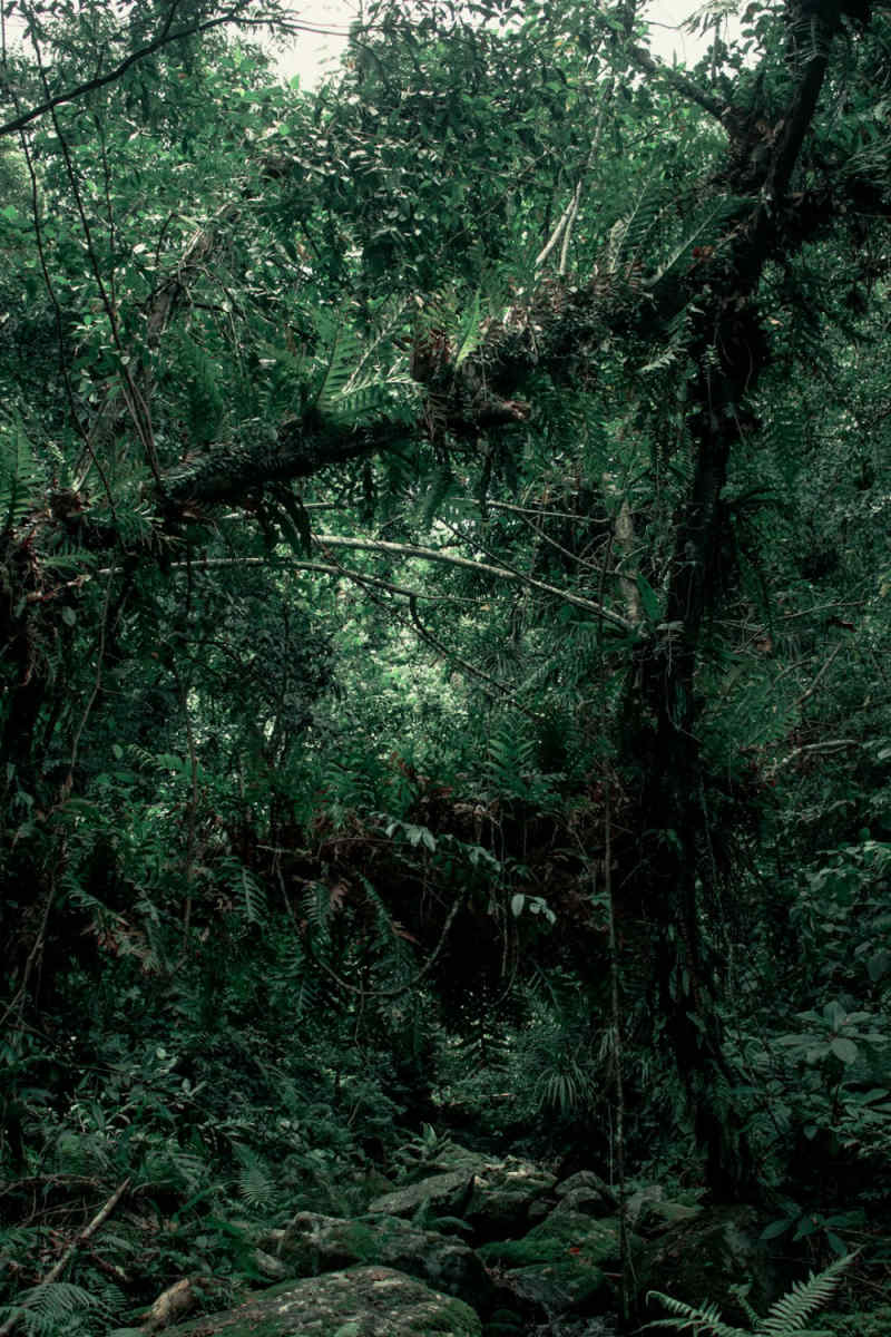 Wall Poster - Jungle Canopy in the Philippines