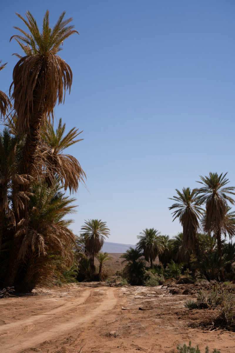 Wall Poster - Jungle Canopy in the Sahara
