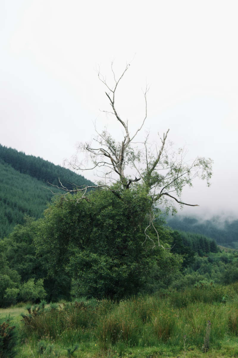 Wall Poster - Jungle Canopy in the Scottish Highlands