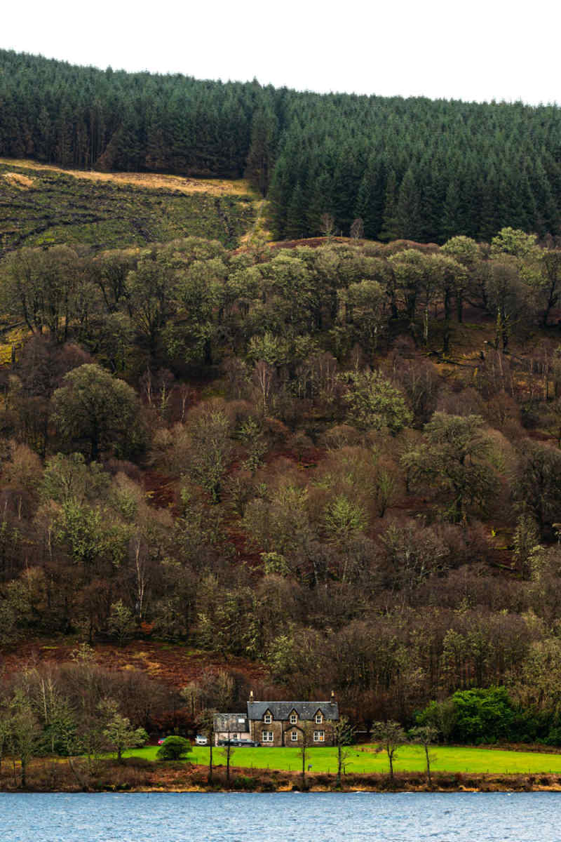 Wall Poster - Jungle Canopy in the Scottish Isles