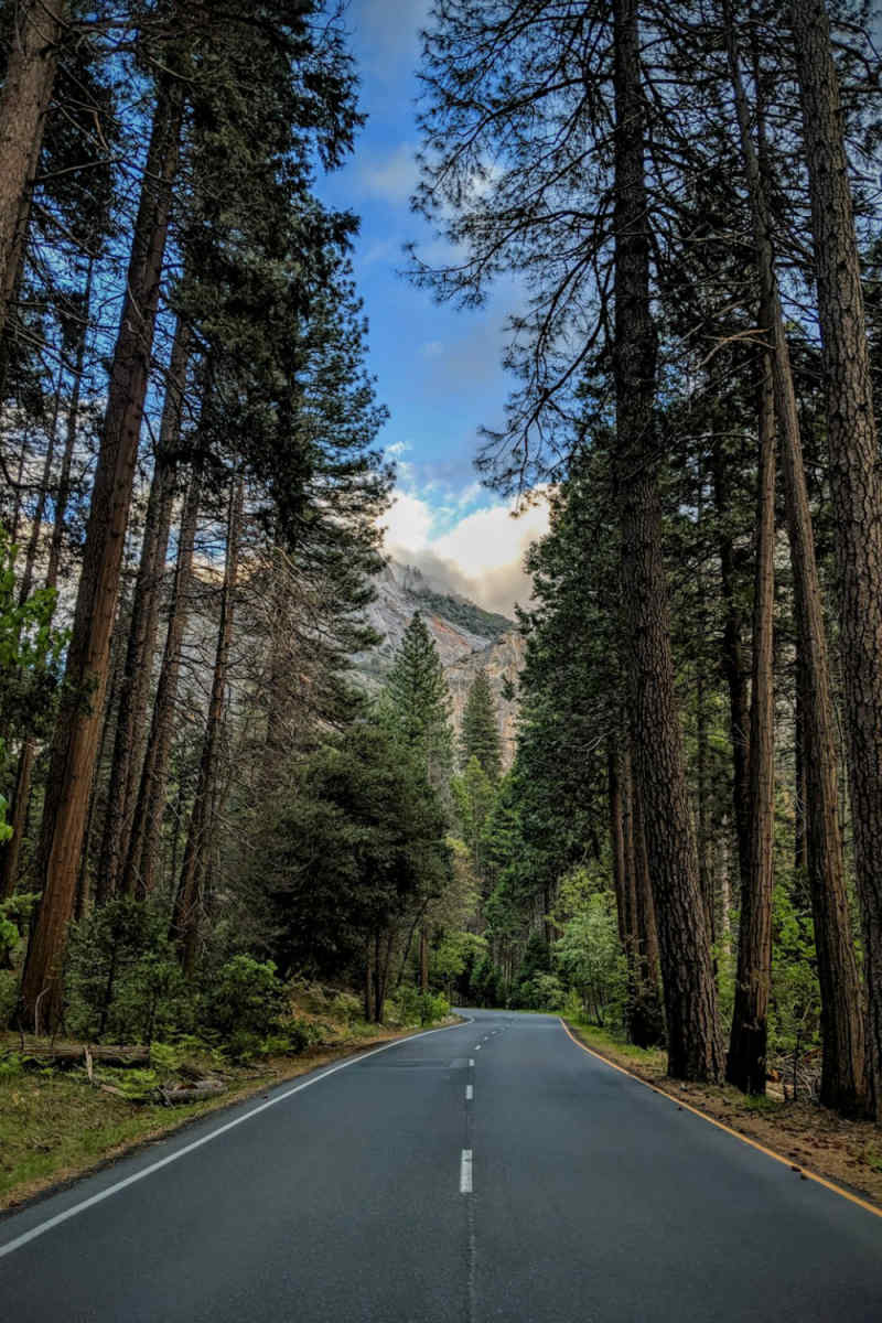 Wall Poster - Jungle Canopy in Yosemite