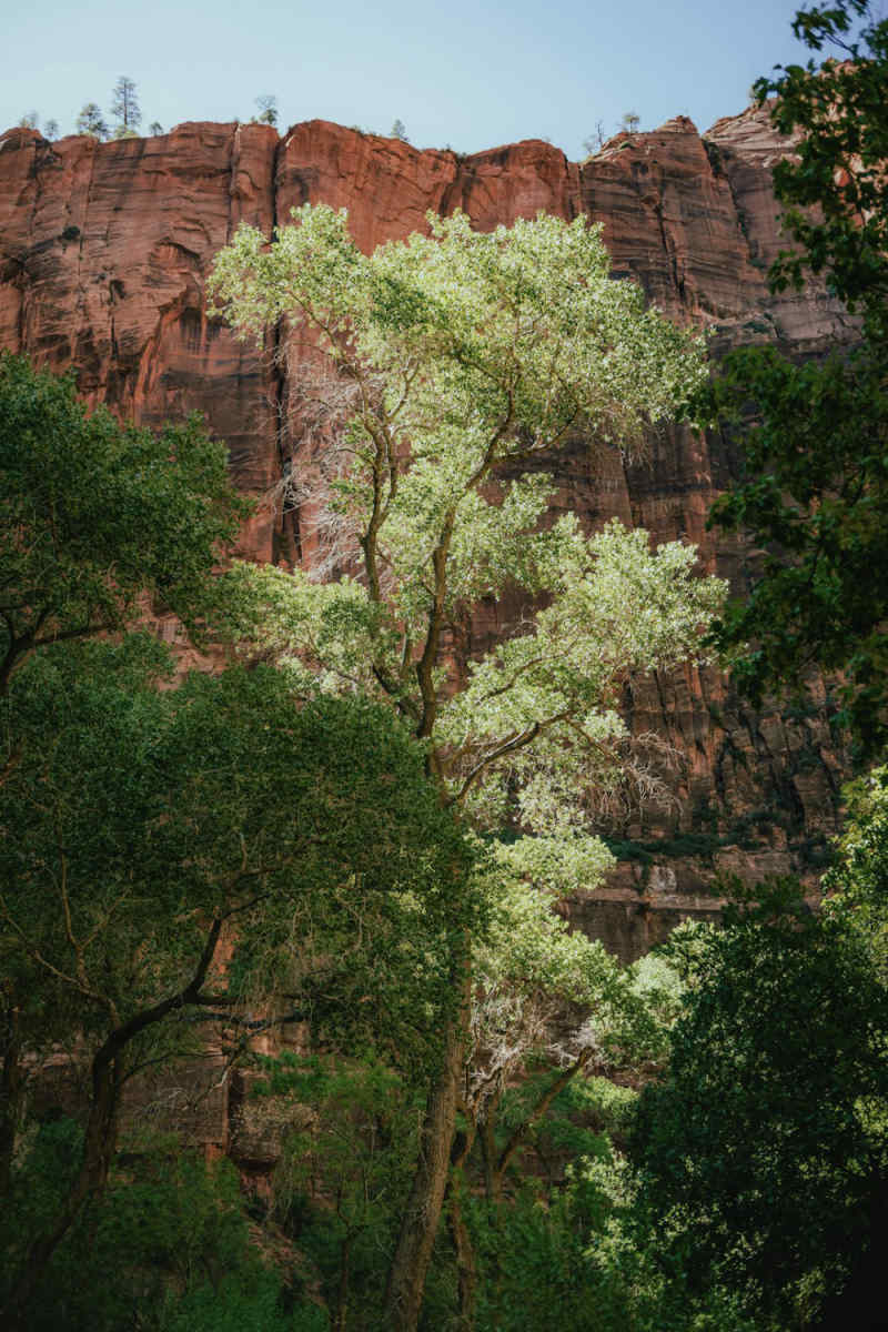 Wall Poster - Jungle Canopy in Zion National Park