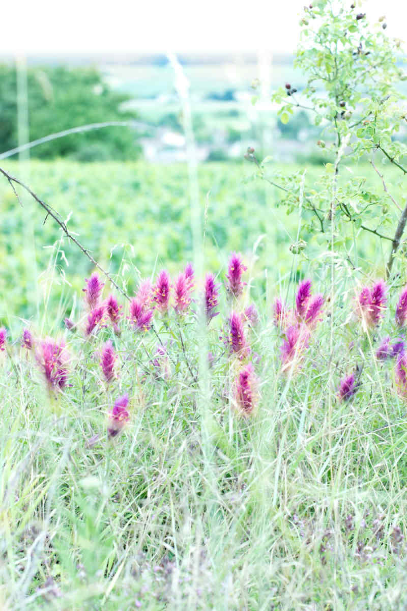 Wall Poster - Lavender Field in Burgundy