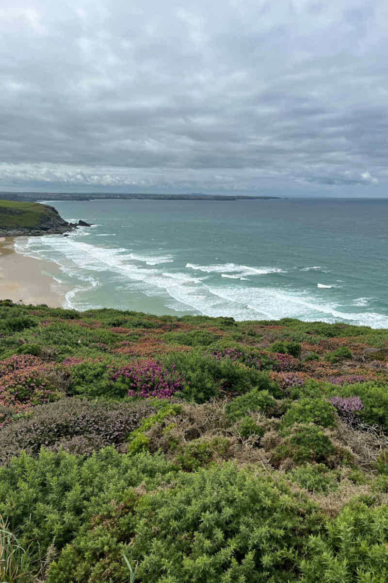 Wall Poster - Lavender Field in Cornwall