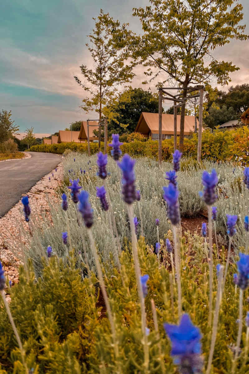 Wall Poster - Lavender Field in Croatia
