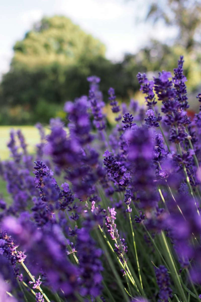 Wall Poster - Lavender Field in Ireland